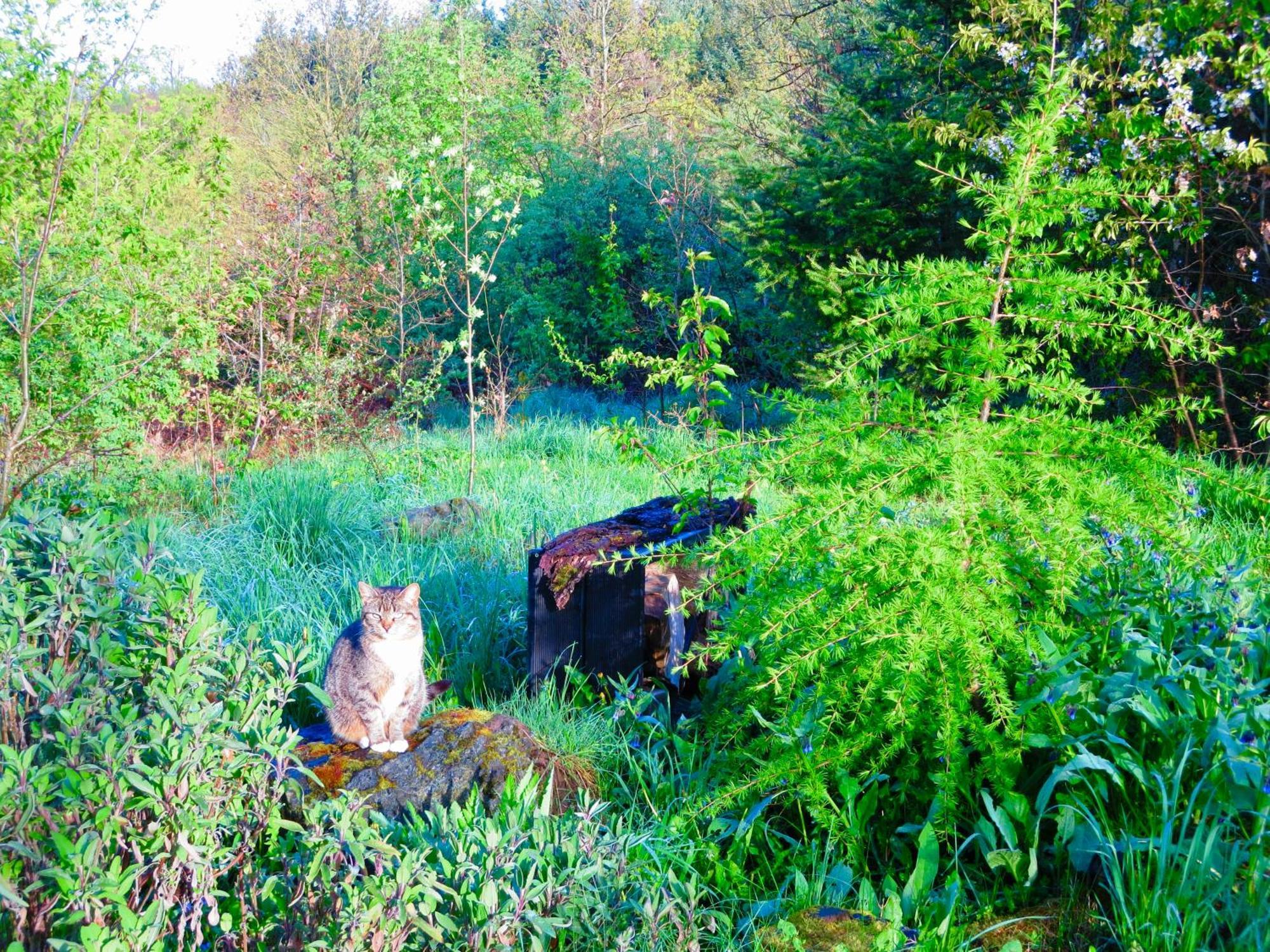 Natururlaub Frankenau Bagian luar foto